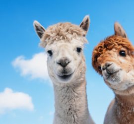 Inspiration from Camelids