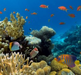 Coloring the corals
